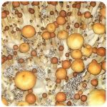 Псилоцибиновые (галлюциногенные) грибы в Усинске Psilocybin "Golden Teacher" Псилоцибиновые (галлюциногенные) грибы в Усинске Psilocybin "Golden Teacher"