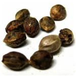 Семена марихуаны АК-47  (Seeds AK-47) в Усинске